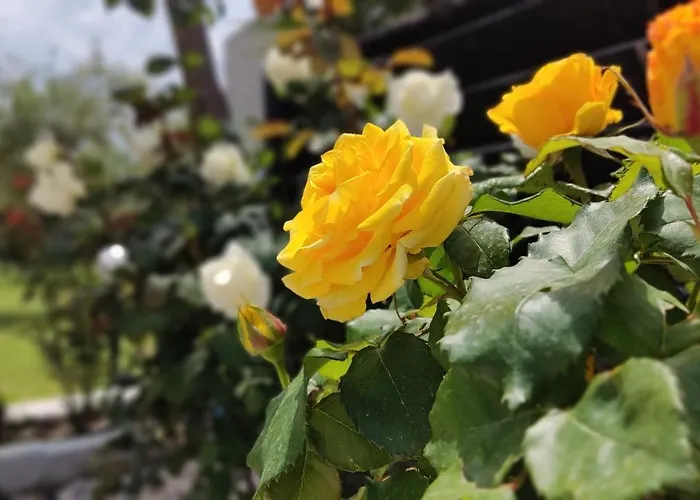 Elina House And Garden Hébergement de vacances