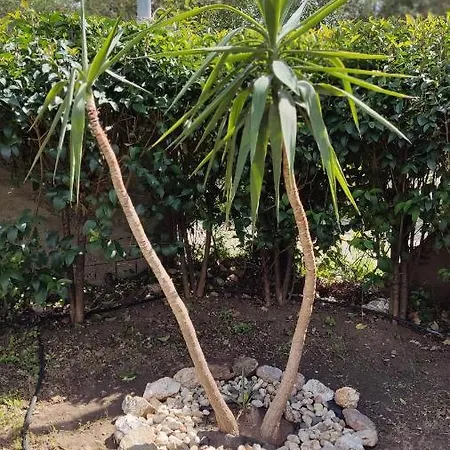 Elina House And Garden