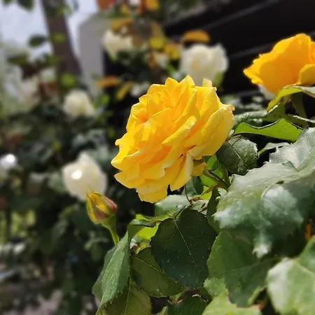 Elina House And Garden 度假居