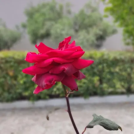 Elina House And Garden Tatil Evi