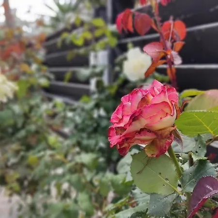 Elina House And Garden 度假居 *