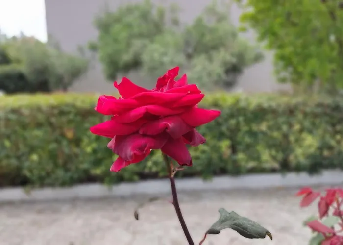 Elina House And Garden Σπίτι διακοπών