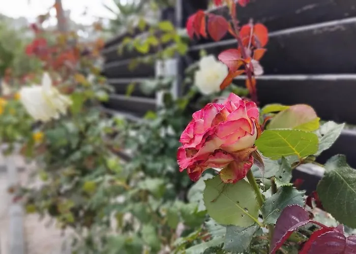 Elina House And Garden 度假居 *