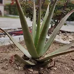 בית נופש Elina House And Garden *
