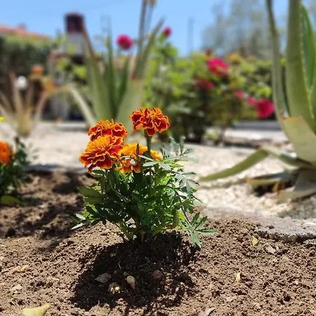 Elina House And Garden Semesterbostad Nikiti (Sithonia)